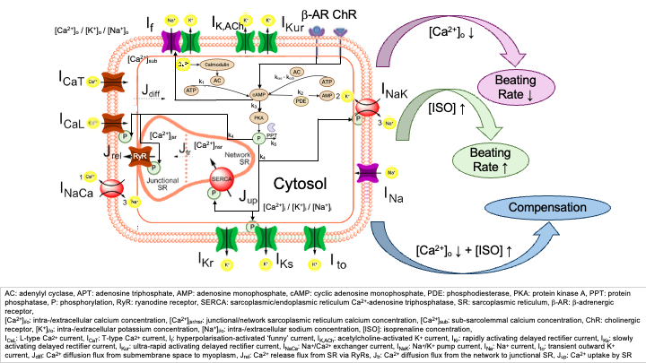 Schematic illustration of the extended Fabbri model